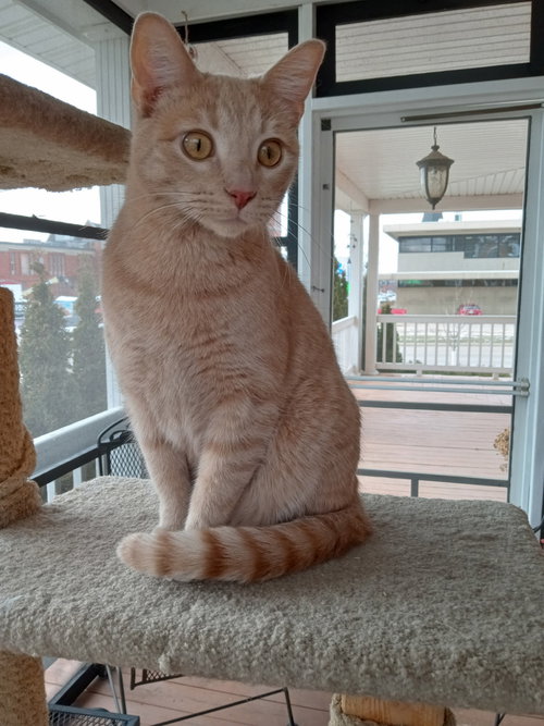 picture of the cat needing adoption