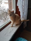 Watson - Photo 2