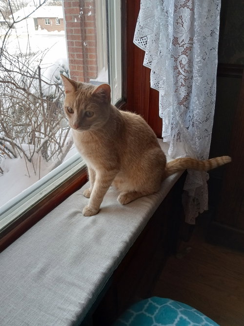 WATSON - Domestic Short Hair available for adoption