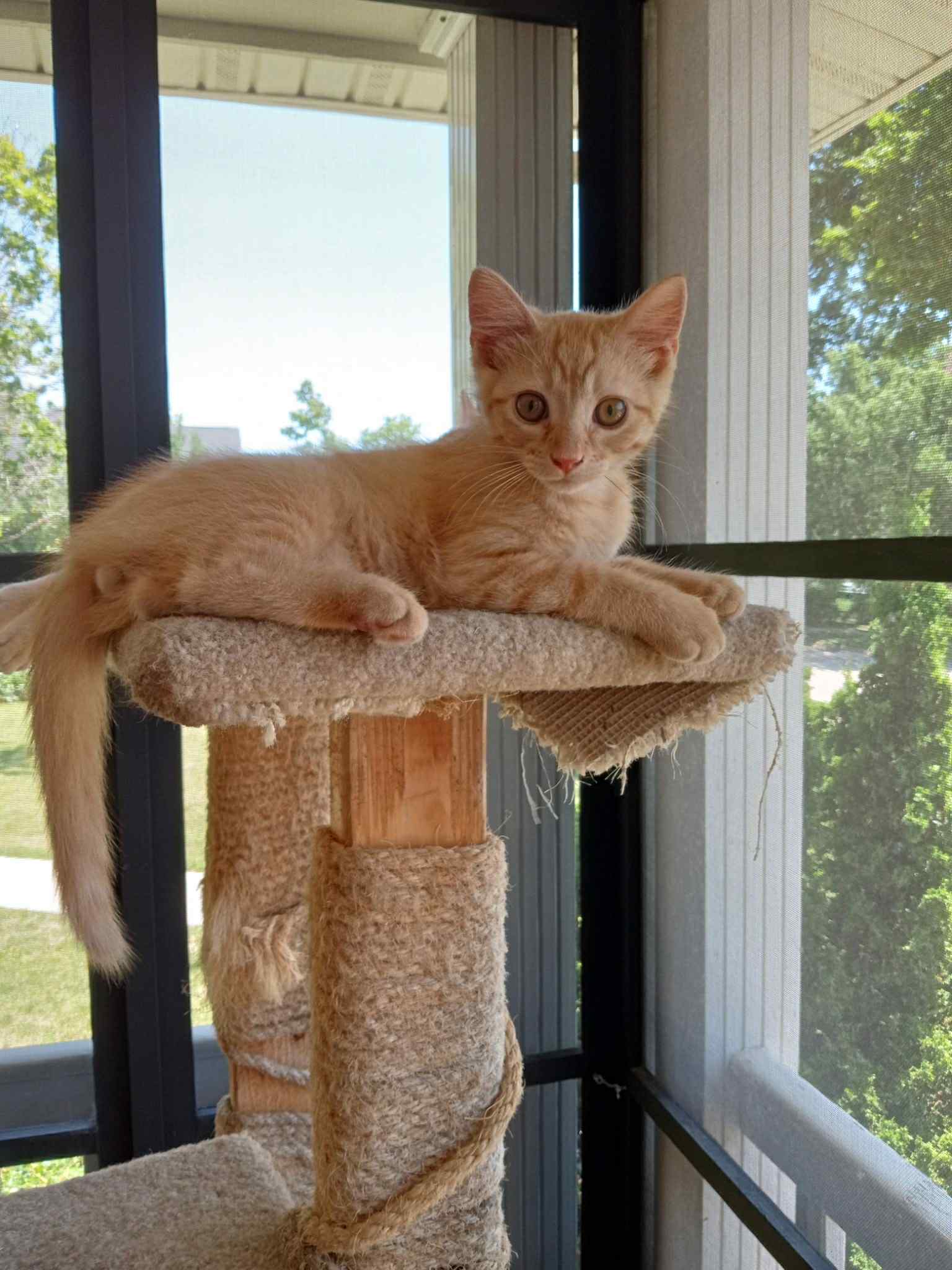 adoptable Cat in Cedar Rapids, IA named Mortimer