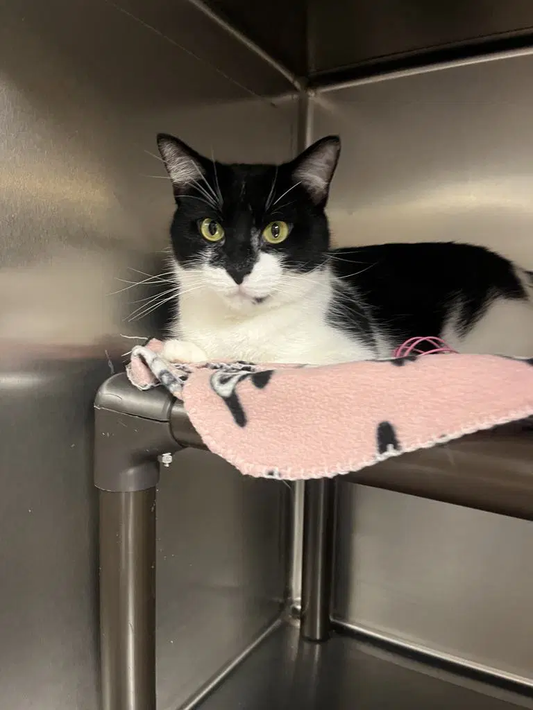Lyra - Domestic Short Hair