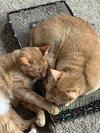 Paprika & Cayenne - Photo 1