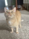 Paprika & Cayenne - Photo 3