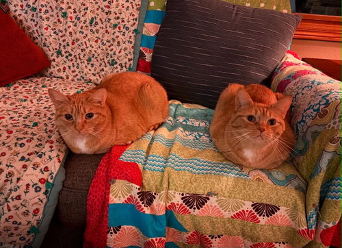 Paprika & Cayenne, Domestic Short Hair (short coat)