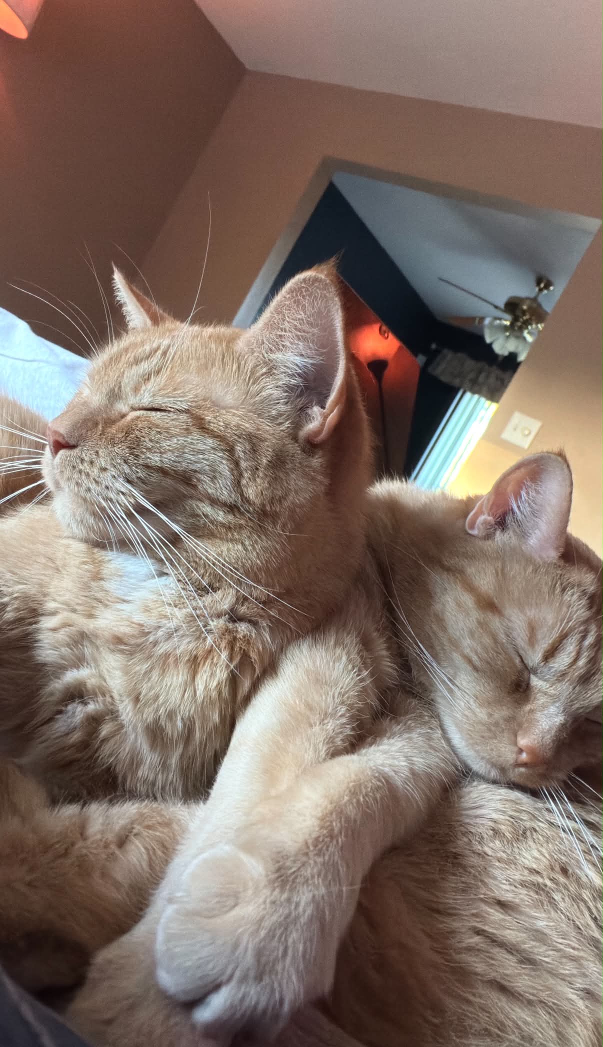 Paprika & Cayenne, photo 3