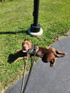 Chappell - Photo 3