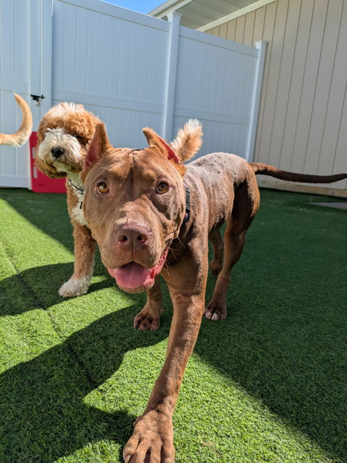 picture of the dog needing adoption