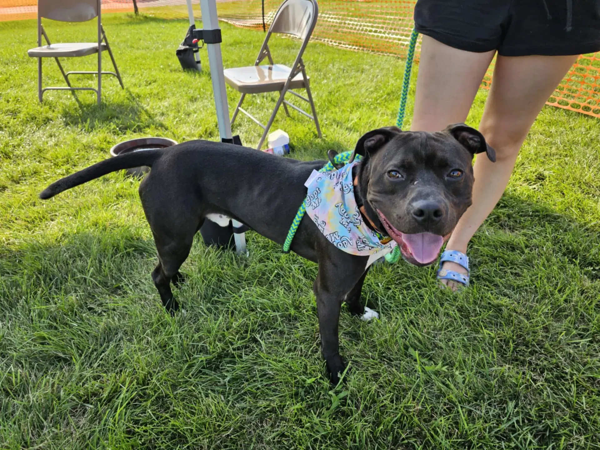 Flex - Pit Bull Terrier