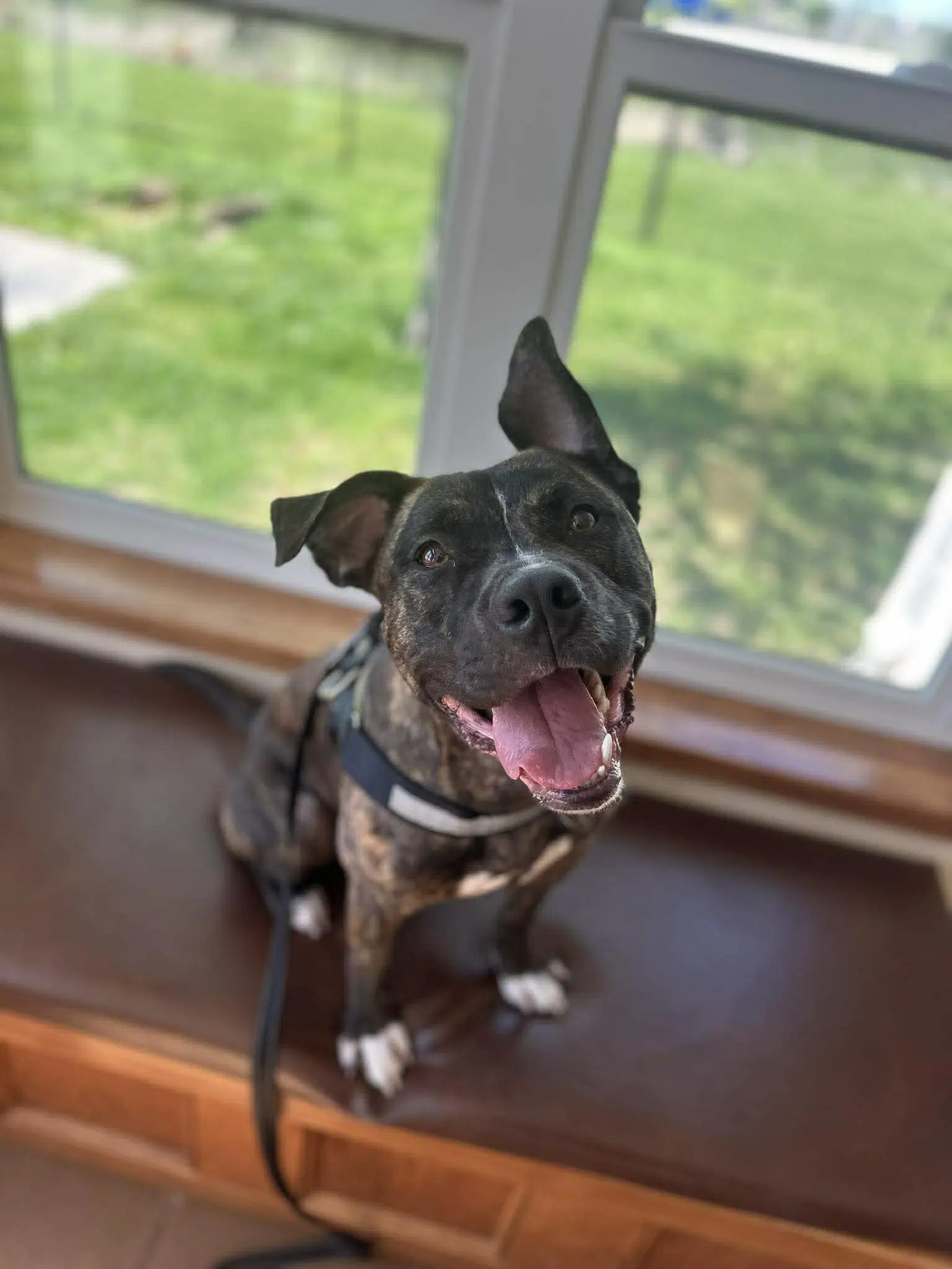 Timmy - Pit Bull Terrier
