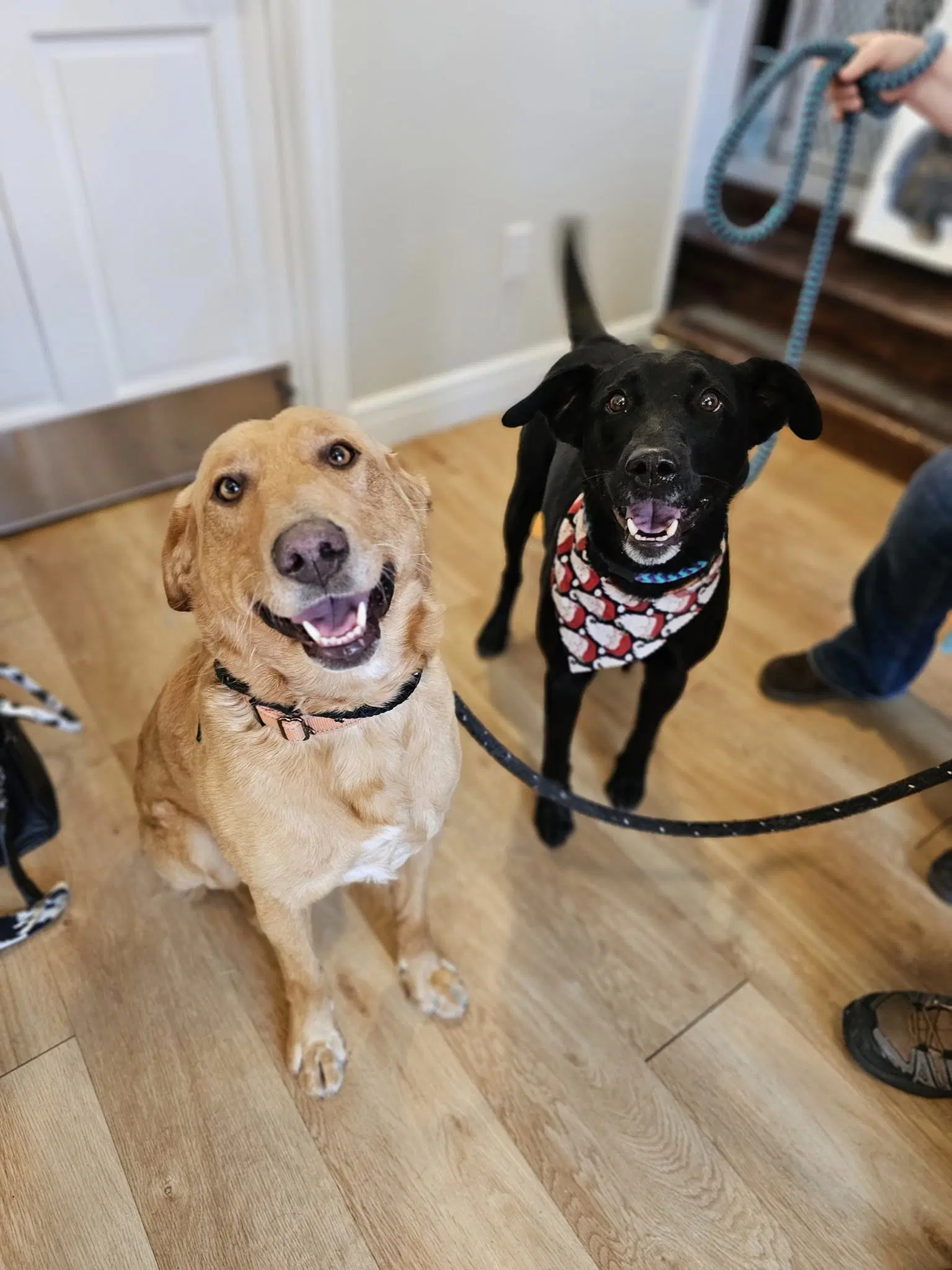 Beckett  Berkley - Labrador Retriever