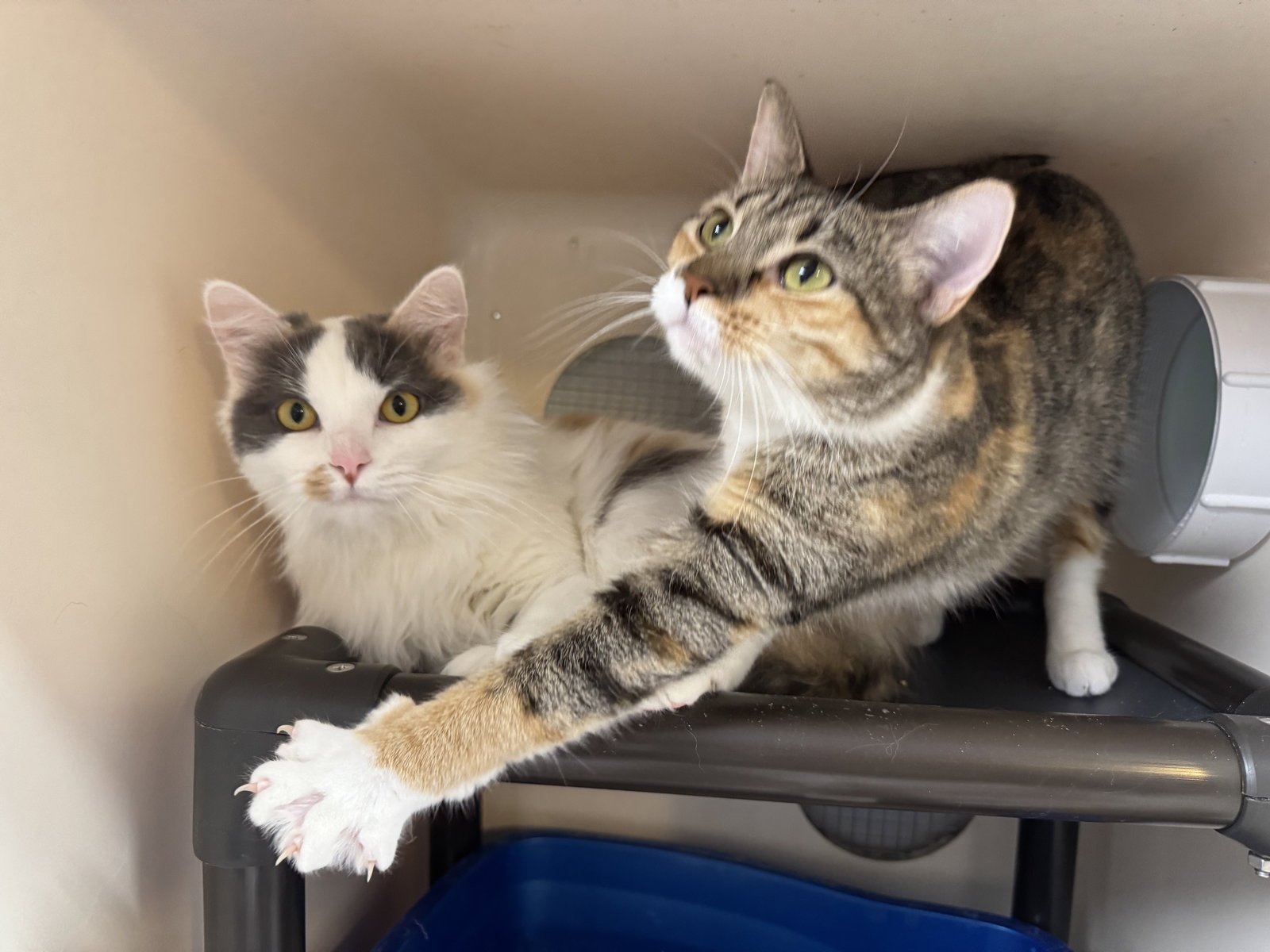 Mona & Lulu Image