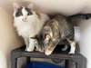 Mona & Lulu - Photo 2