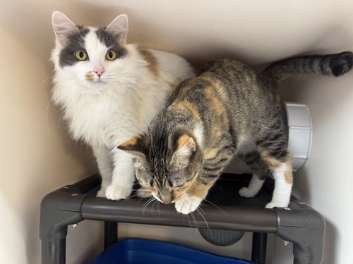 MONA & LULU - Domestic Long Hair available for adoption