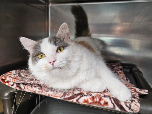 MONA - Domestic Long Hair available for adoption