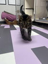 Furrguson - Photo 3