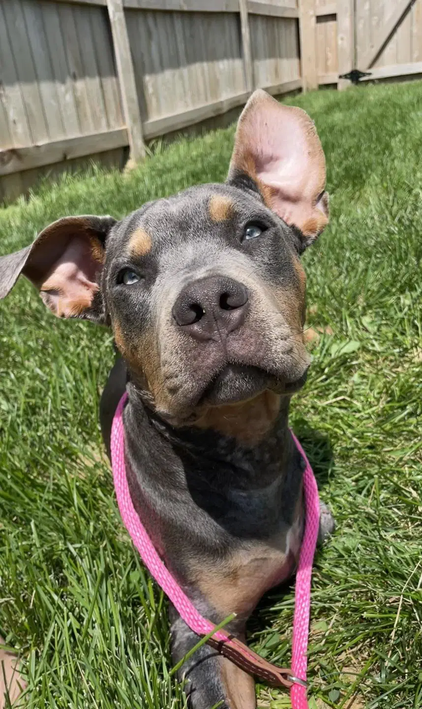 Kenny - Pit Bull Terrier