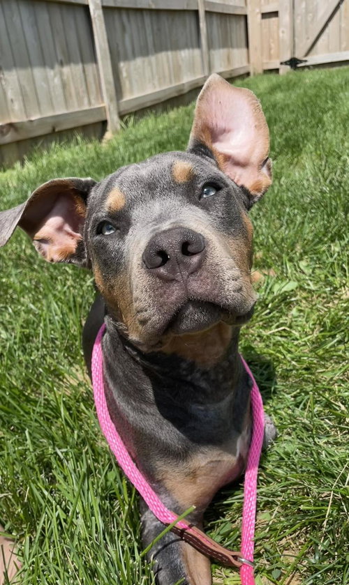 picture of the dog needing adoption