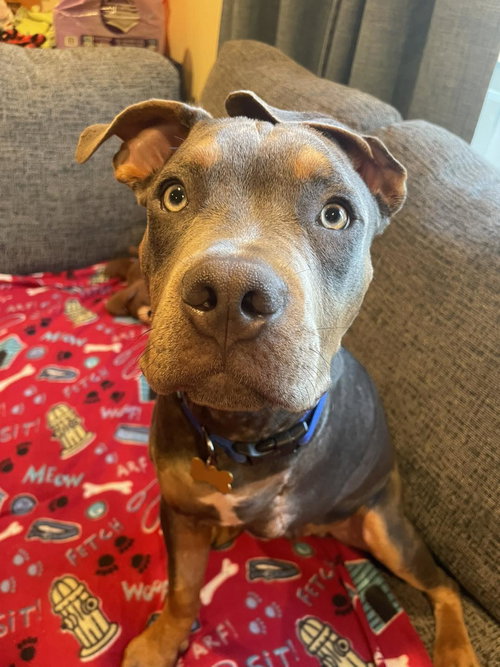 KENNY - Pit Bull Terrier available for adoption
