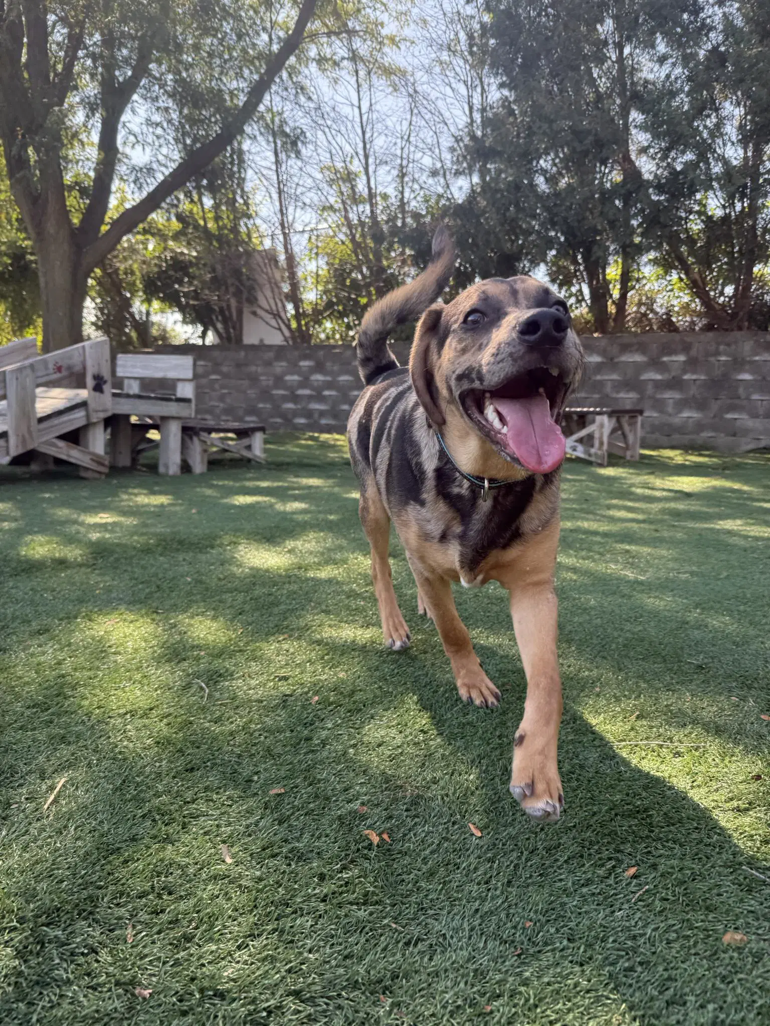 Pudge - Hound