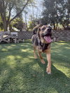 Pudge - Photo 1