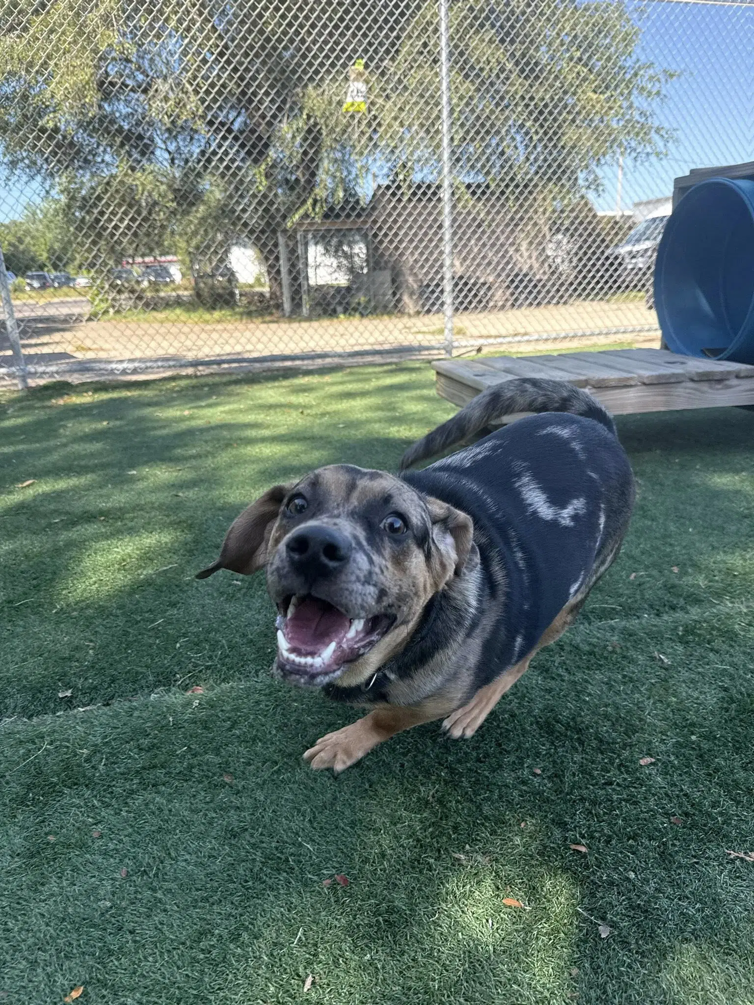 Pudge image 4