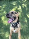 Pudge - Photo 2
