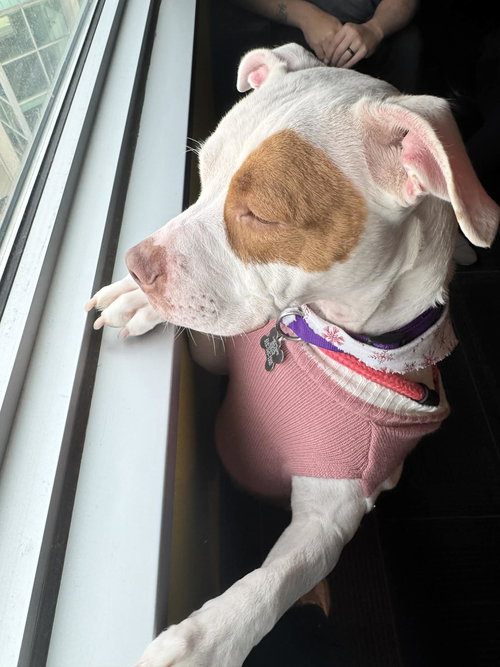 picture of the dog needing adoption