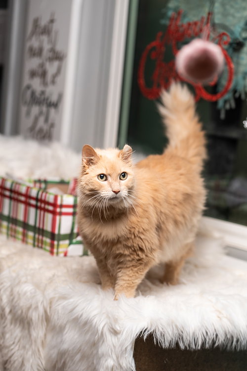 PEGGY LEE - Domestic Long Hair available for adoption