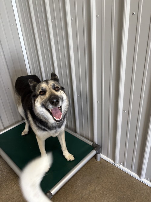 TONY - German Shepherd Dog / Husky available for adoption