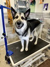 Tony - Photo 4