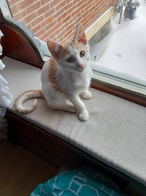 picture of the cat needing adoption