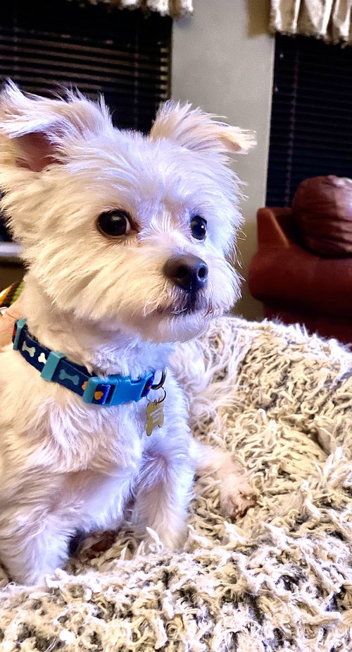 picture of the dog needing adoption