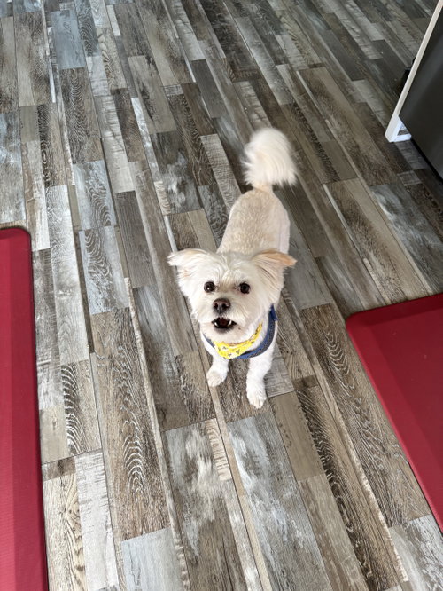 Finnley, an adoptable Terrier in Cedar Rapids, IA