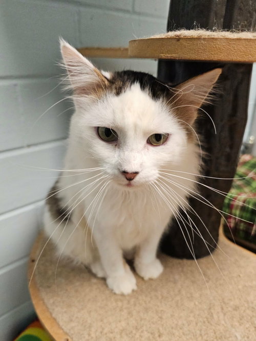 picture of the cat needing adoption