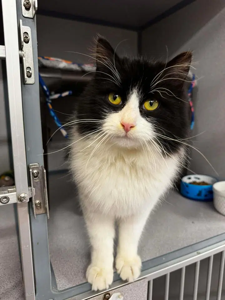 Batman - Domestic Long Hair