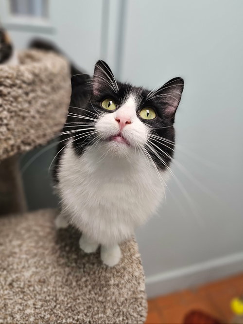 picture of the cat needing adoption
