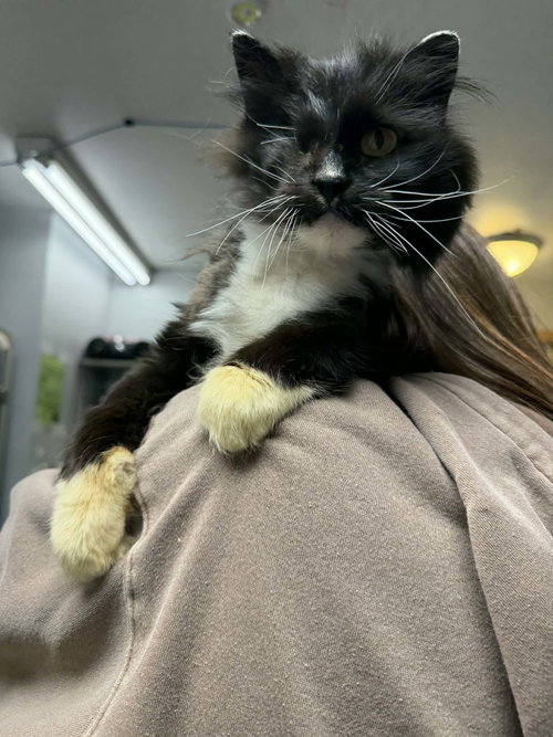 Martha Wayne, Adult Domestic Long Hair (long coat), cat for adoption in Iowa City, Iowa