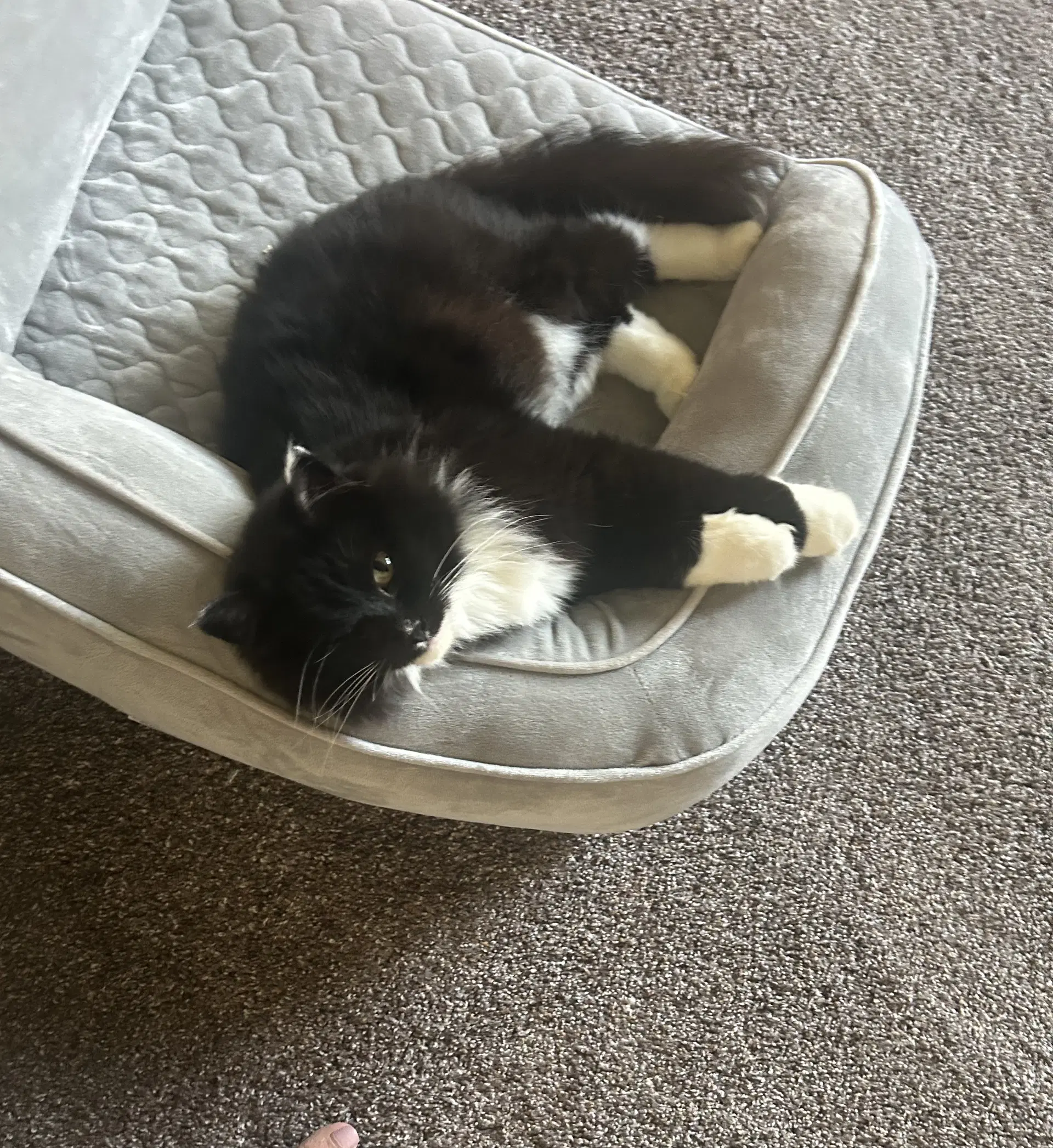 Martha Wayne - Domestic Long Hair