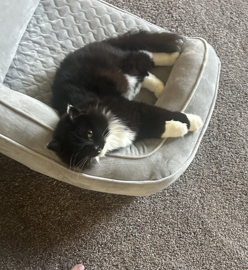 picture of the cat needing adoption