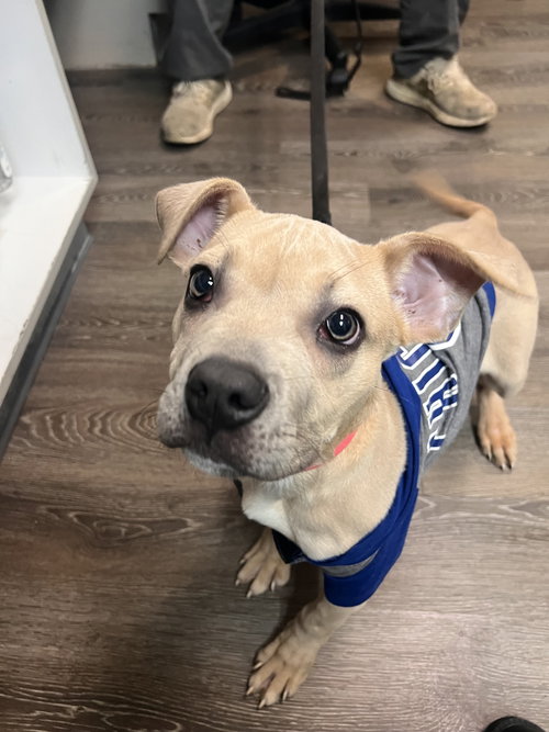 Bailey Lou, an adoptable American Bulldog in Cedar Rapids, IA