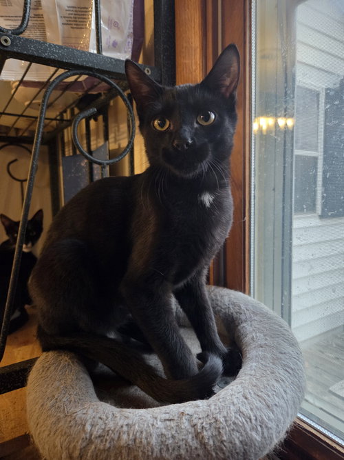 Danny, an adoptable Domestic Short Hair in Cedar Rapids, IA