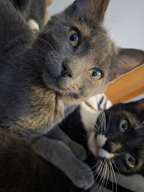 picture of the cat needing adoption