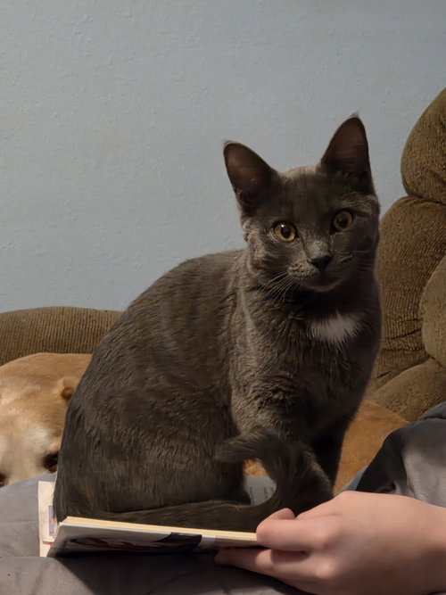 Yoonchae, an adoptable Domestic Short Hair in Cedar Rapids, IA