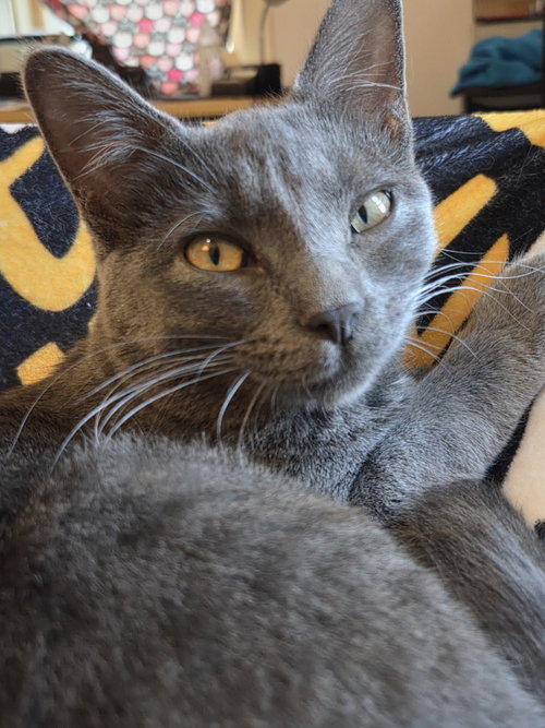 Yoonchae