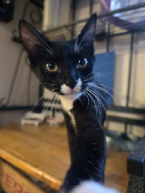 Megan, an adoptable Domestic Short Hair in Cedar Rapids, IA
