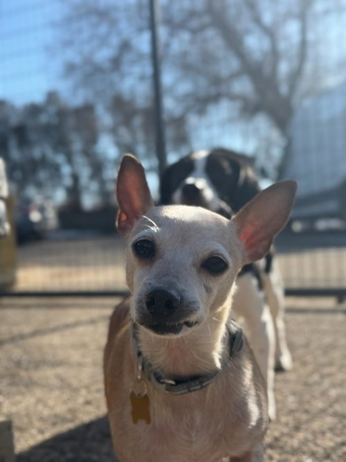 Tiffany, an adoptable Chihuahua in Cedar Rapids, IA