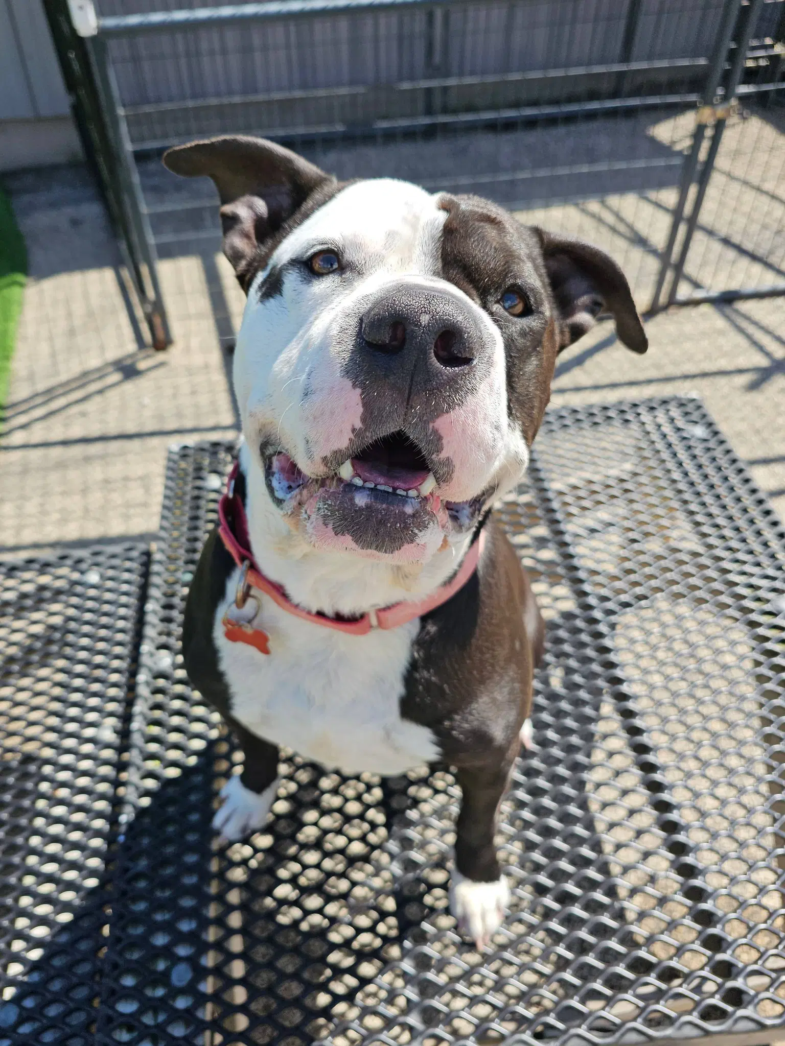 Chui - American Bulldog