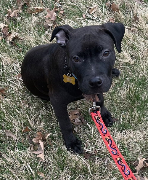 Snack Cake, an adoptable American Pit Bull Terrier in Cedar Rapids, IA