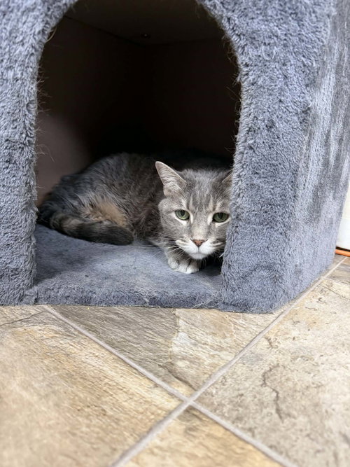 Bella, an adoptable Domestic Short Hair in Cedar Rapids, IA
