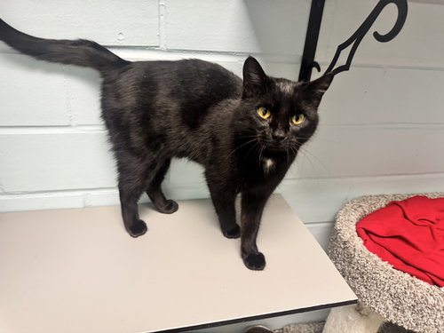 picture of the cat needing adoption
